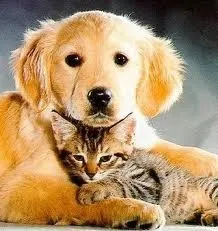 Як привчити кота до собаки, рудий кіт (кота) Як привчити кота до собаки, рудий кіт