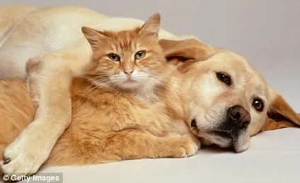 Як привчити кота до собаки, рудий кіт (кота) Як привчити кота до собаки, рудий кіт