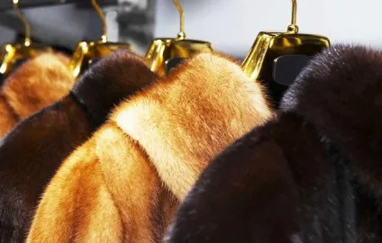 Як розтягнути міздрю міздря все, що потрібно знати любителям хутра (знати) Як розтягнути міздрю міздря все, що потрібно знати любителям хутра
