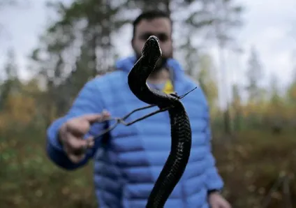 Як спіймати гадюку руками (гадюку) Як спіймати гадюку руками