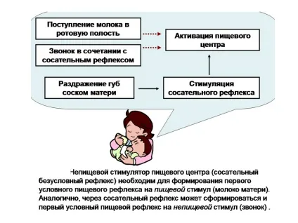 Як розвивається смоктальний рефлекс у новонароджених і до якого віку (віку) Як розвивається смоктальний рефлекс у новонароджених і до якого віку