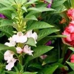 Запашний горошок однорічний багаторічний сорти вирощування з насіння (сорти) Запашний горошок однорічний багаторічний сорти вирощування з насіння