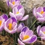 Запашний горошок однорічний багаторічний сорти вирощування з насіння (горошок) Запашний горошок однорічний багаторічний сорти вирощування з насіння
