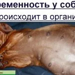 Дресирування цуценяти - повний курс (відео) (курс) Дресирування цуценяти - повний курс (відео)