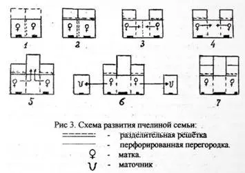 Двухматочное зміст бджіл у вуликах методи бджільництва (бджіл) Двухматочное зміст бджіл у вуликах методи бджільництва