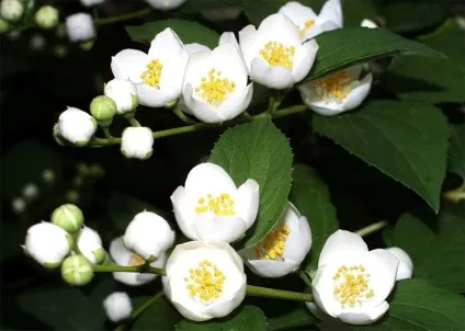Духи з ароматом квітів жасмину (jasmin) Духи з ароматом квітів жасмину