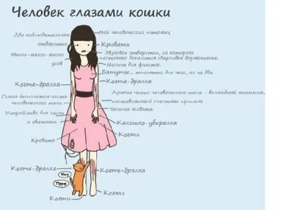 Двадцять цікавих фактів про наших улюблених кішок (кішках) Двадцять цікавих фактів про наших улюблених кішок