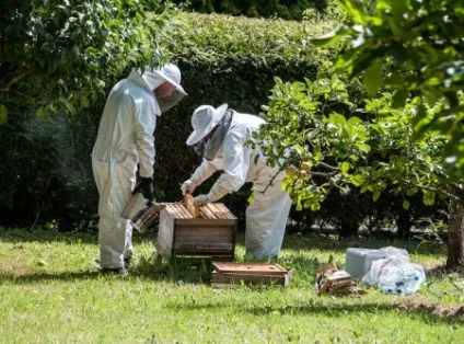 Двухматочное зміст бджіл у вуликах методи бджільництва (вуликах) Двухматочное зміст бджіл у вуликах методи бджільництва