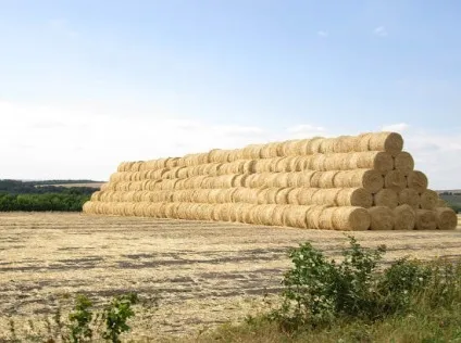 Джем - желе з чорної смородини на зиму, смачні рецепти (желе з чорної смородини) Джем - желе з чорної смородини на зиму, смачні рецепти