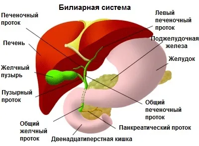 Як стимулювати печінку і підшлункову залозу - крок до здоров'я (печінки підшлункової залози) Як стимулювати печінку і підшлункову залозу - крок до здоров'я