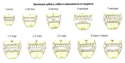 Як дізнатися, скільки років собаці всі подробиці від кінолога (собаці) Як дізнатися, скільки років собаці всі подробиці від кінолога