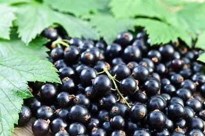 До чого сниться чорна смородина тлумачення