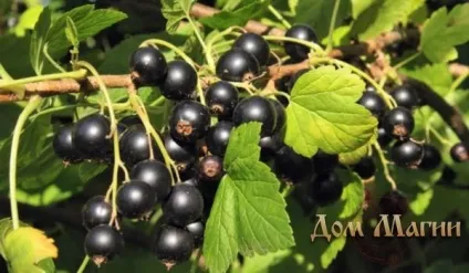 До чого сниться чорна смородина велика, на кущах, ягоди (велика) До чого сниться чорна смородина велика, на кущах, ягоди