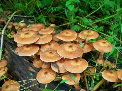 Як смажити опеньки, щоб вони вийшли соковитими і смачними (опеньки) Як смажити опеньки, щоб вони вийшли соковитими і смачними