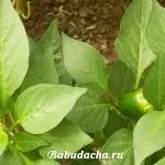 Кози породи російська біла, дача (породи) Кози породи російська біла, дача
