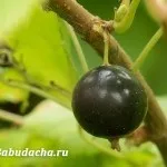 Кози породи російська біла, дача (кози) Кози породи російська біла, дача