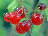 До чого сниться смородина сонник - смородина уві сні (сниться) До чого сниться смородина сонник - смородина уві сні