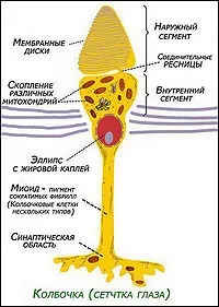 колбочки сітківки