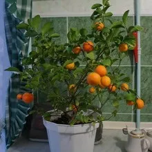 Кімнатний мандарин в домашніх умовах фото і відео дерева і рослини будинку (мандарин) Кімнатний мандарин в домашніх умовах фото і відео дерева і рослини вдома