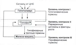 Контроль секреції гормонів (пригнічення різних рівнях) Контроль секреції гормонів