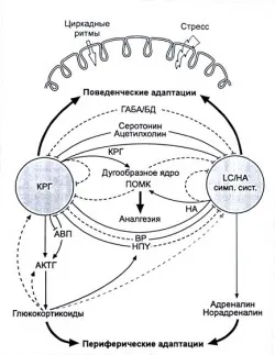 Контроль секреції гормонів (секреції) Контроль секреції гормонів