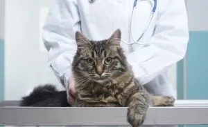 Коли каструвати кота поради та рекомендації фахівців (каструвати) Коли каструвати кота поради та рекомендації фахівців