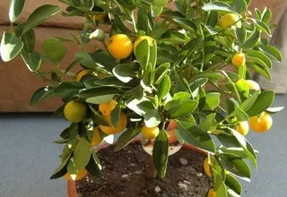 Кімнатний мандарин в домашніх умовах фото і відео дерева і рослини будинку (кімнатний) Кімнатний мандарин в домашніх умовах фото і відео дерева і рослини вдома