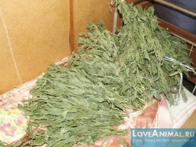 Кропива в раціоні кроликів (як годувати кроликів) Кропива в раціоні кроликів