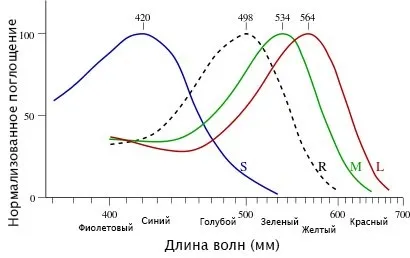 Колбочки в сітківці ока (колбочки) Колбочки в сітківці ока