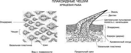 Китова акула цікаві факти, хижак чи ні, розміри (хижак) Китова акула цікаві факти, хижак чи ні, розміри