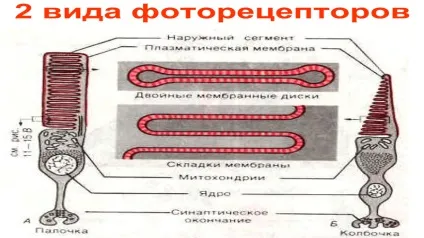 До якого кольору вибірково чутливі колбочки сітківки (якому) До якого кольору вибірково чутливі колбочки сітківки