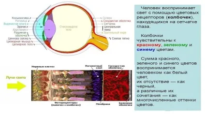 До якого кольору вибірково чутливі колбочки сітківки (чутливі) До якого кольору вибірково чутливі колбочки сітківки