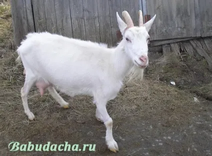 Кози породи російська біла, дача (породи) Кози породи російська біла, дача