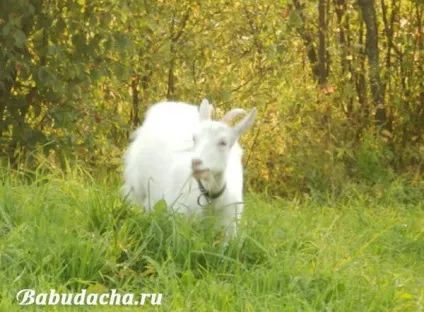 Кози породи російська біла, дача (кози) Кози породи російська біла, дача