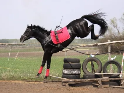 Кінний спорт конярство і спорт на конях (конярство) Кінний спорт конярство і спорт на конях