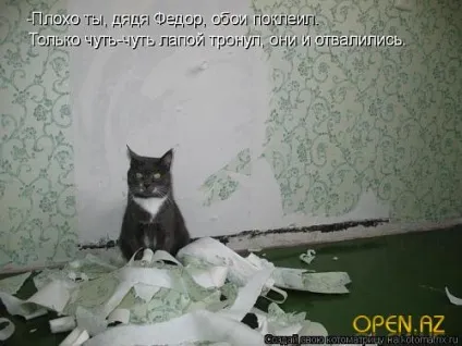 Кот - друг людини! Відкрий для себе азербайджан! (Періодично) Кот - друг людини! Відкрий для себе азербайджан!