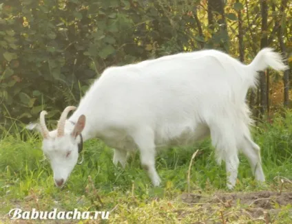 Кози породи російська біла, дача (біла) Кози породи російська біла, дача