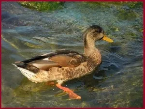 Краса води порівнянна лише з красою бога - вода - джерело краси і молодості (краса) Краса води порівнянна лише з красою бога - вода - джерело краси і молодості