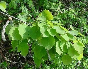 Лікувальні властивості кори осики при цукровому діабеті (відвар) Лікувальні властивості кори осики при цукровому діабеті