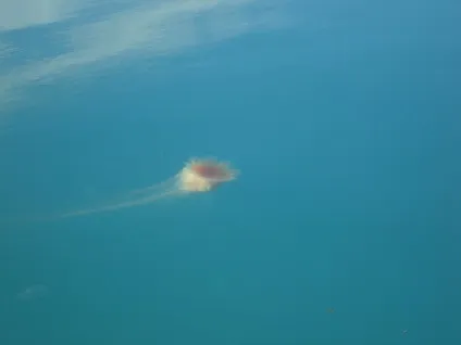 Краса води, дивне життя!