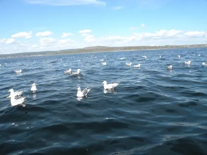Краса води, дивне життя!