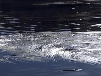 Краса води, дивне життя!