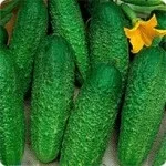 Кращі сорти огірків, будиночок в селі (город без клопоту) Кращі сорти огірків, будиночок в селі