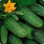 Кращі сорти огірків, будиночок в селі (огірків) Кращі сорти огірків, будиночок в селі
