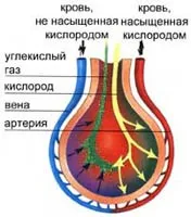 Легкі - як вони працюють