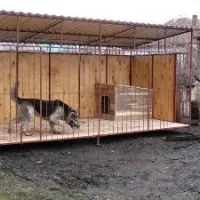 Лишай у собак