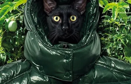 Moncler оригінал vs підробка - журнал про сasual моді (моді) Moncler оригінал vs підробка - журнал про сasual моді