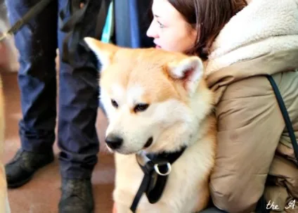 Овечих пост фотозвіт з виставки собак (собак) Овечих пост фотозвіт з виставки собак