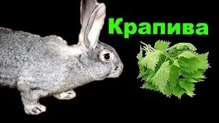 Чи можна кроликам їсти кропиву (кропиву) Чи можна кроликам їсти кропиву