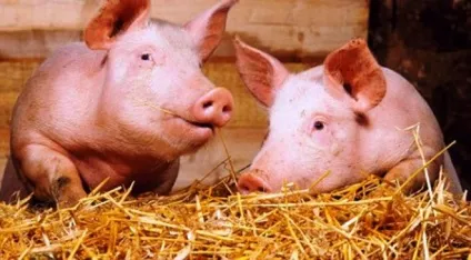 М'ясні породи свиней опис, продуктивність, вибір (вибір) М'ясні породи свиней опис, продуктивність, вибір